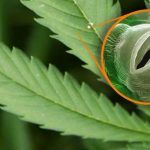 La marihuana es una planta que cuenta con estomas en sus hojas.