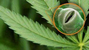 La marihuana es una planta que cuenta con estomas en sus hojas.