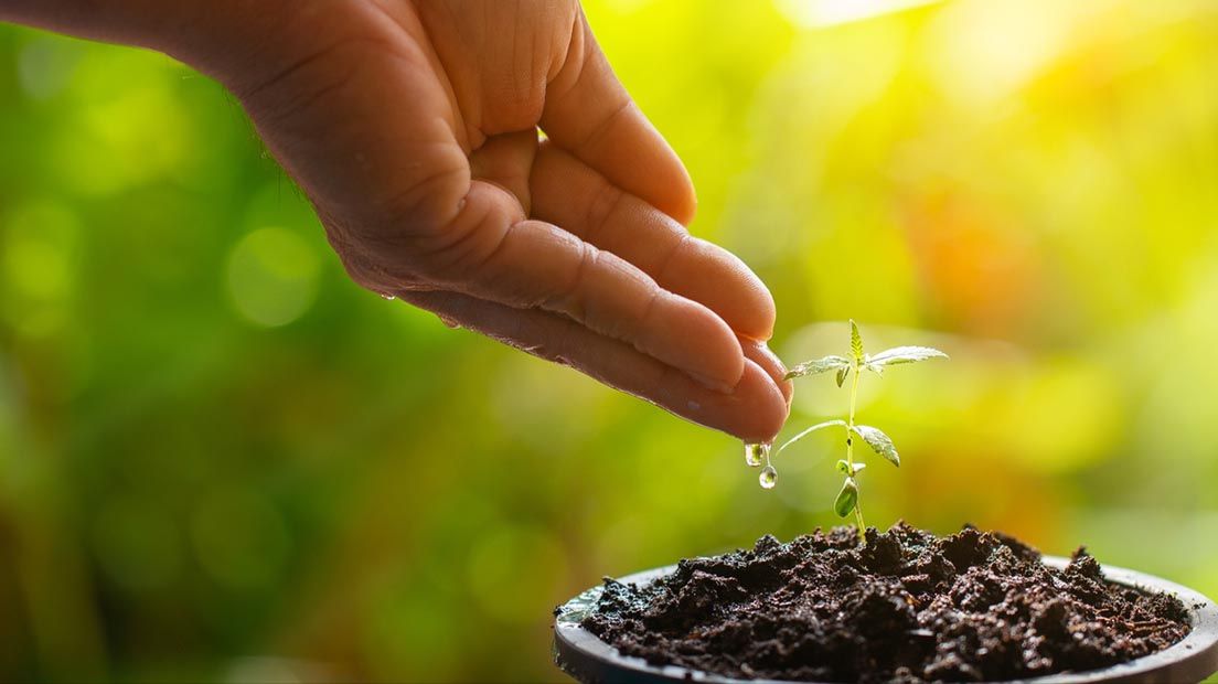 El riego es esencial para el crecimiento de la marihuana