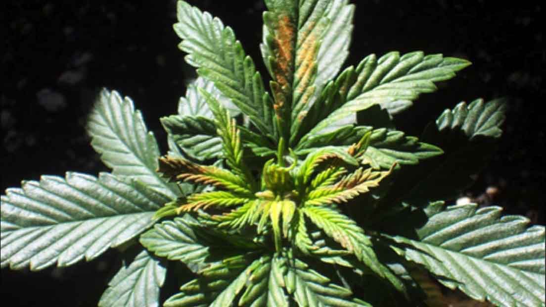 Deficiencia de Boro en la Marihuana: Aprende a Detectarla y Corregirla
