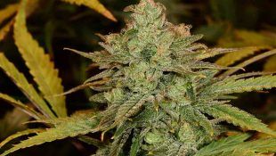 la marihuana landrace no ha sido modificada genéticamente