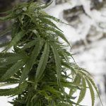Es posible cultivar marihuana en climas extremos