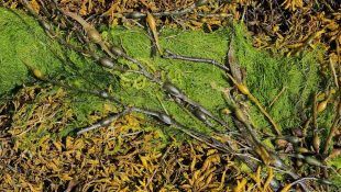 Las algas pueden ayudar a crecer a la marihuana.