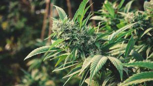 Las hormonas de la marihuana son importantes para el desarrollo de la planta.