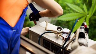 El oxígeno en la marihuana puede aumentar la producción