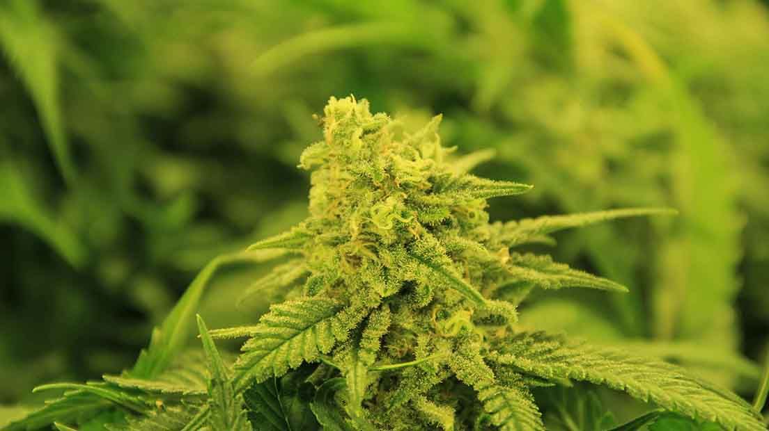 Cuanta más luz reciba una planta de marihuana, más producción arrojará