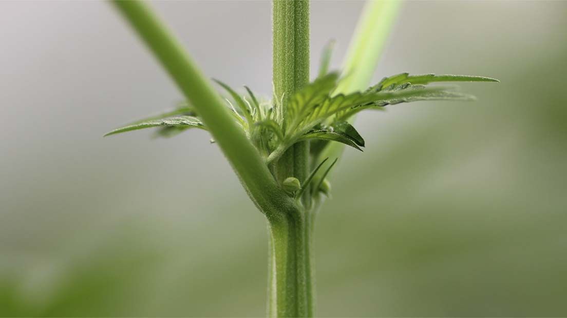 Las semillas feminizada se obtienen con el uso de productos que modifican la planta.