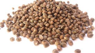 Las semillas de marihuana feminizadas se pueden obtener con el uso de tiosulfato