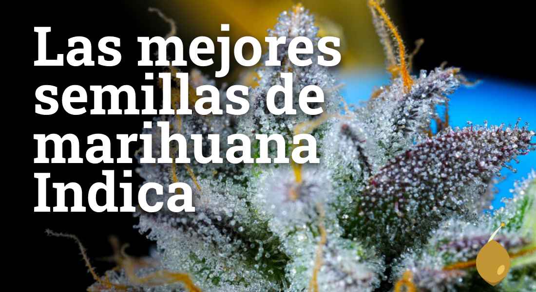 MELHORES SEMENTES DE marijuana ÍNDICA