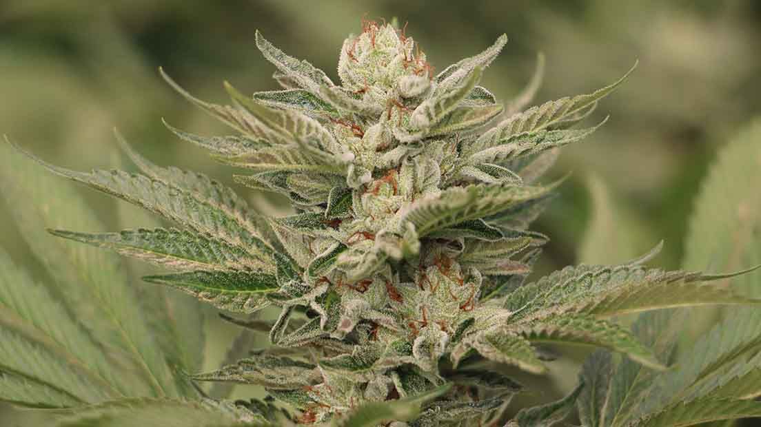 La Sapphire Scout es una de las variedades de Cannabis con más potencia.