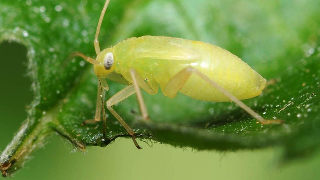 Los áfidos pueden aparecer durante toda la vida de la planta.