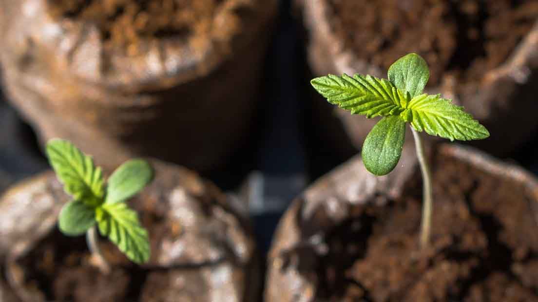 Una de las formas de escoger la mejor marihuana para cultivo de exterior es teniendo en cuenta la humedad y temperatura del lugar.