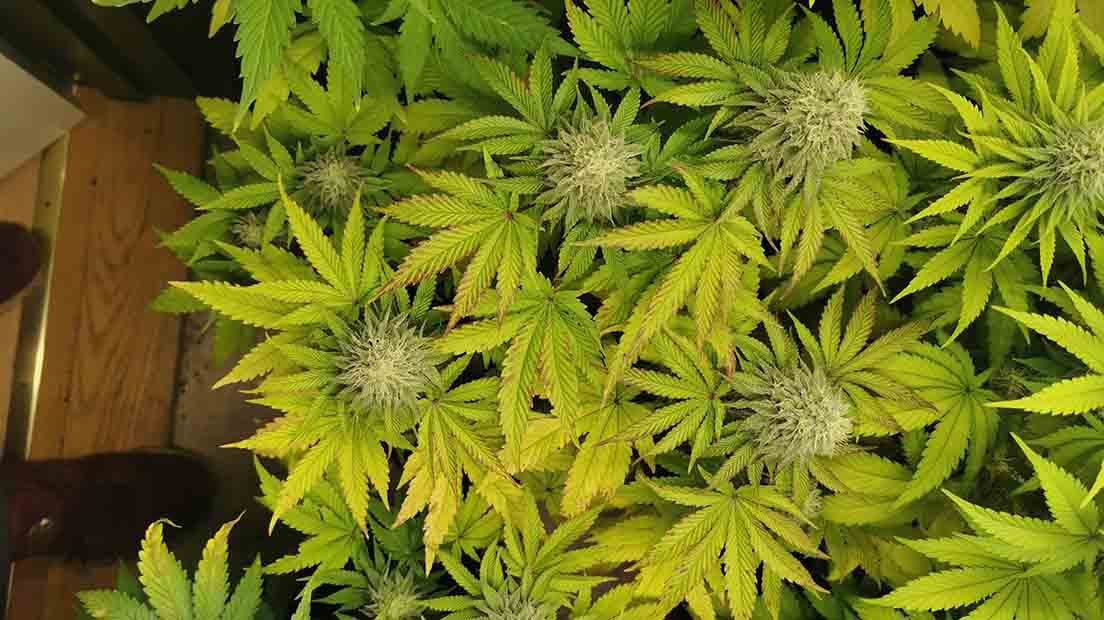 A Kerosene Krash é uma de las cepas de Cannabis con mais THC