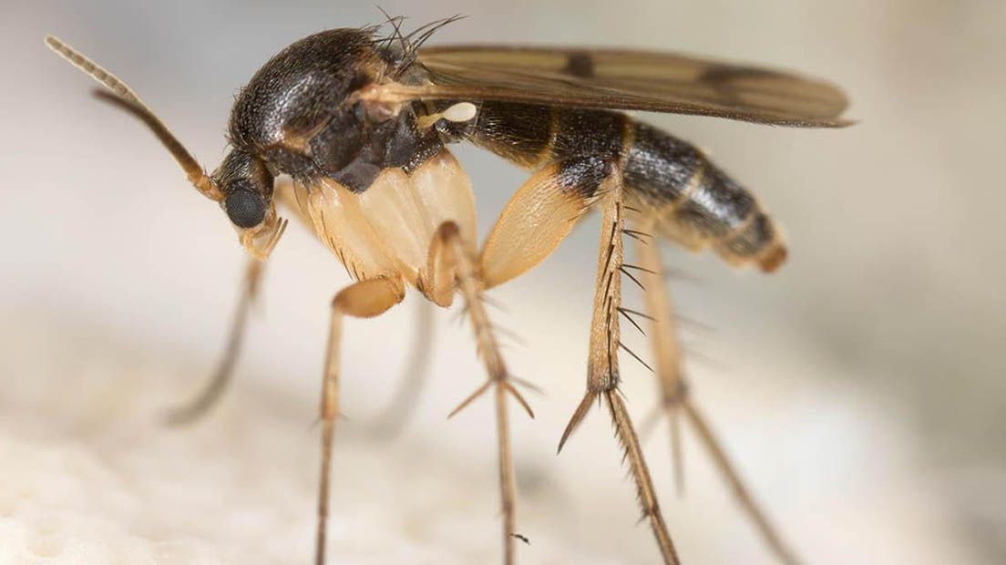 Los mosquitos del mantillo son de las peores plagas para la marihuana y se alimentan de hongos.