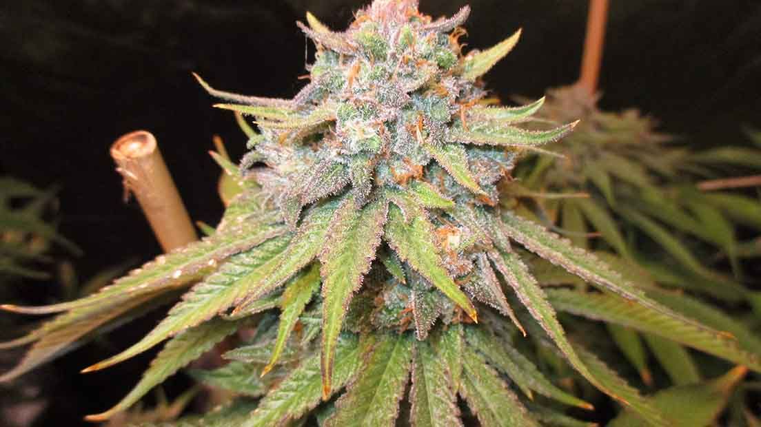 The colourings of the OGKZ are very eye-catching thanks to its OG Kush genetics