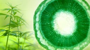 La ósmosis en la marihuana regula el intercambio de sales.