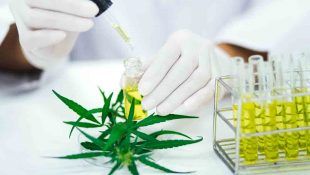 El CBD para las alergias puede ser útil para aliviar síntomas.