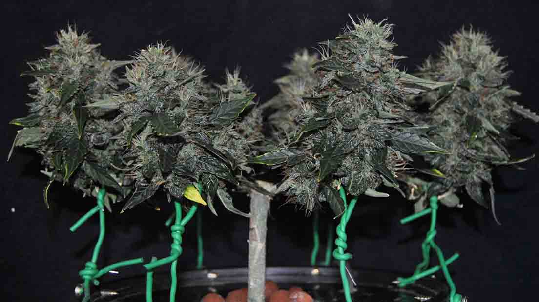 Podrás cultivar la mejor marihuana con CBD alto en todos los medios de cultivo.