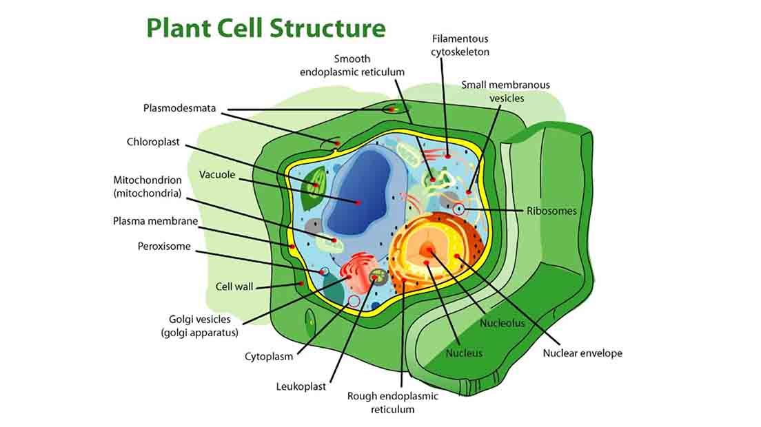 La marihuana anivel celular está compuesta por millones de células diferentes.
