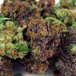 podrás disfrutas diferentes variedades de Cannabis si las cultivas juntas.