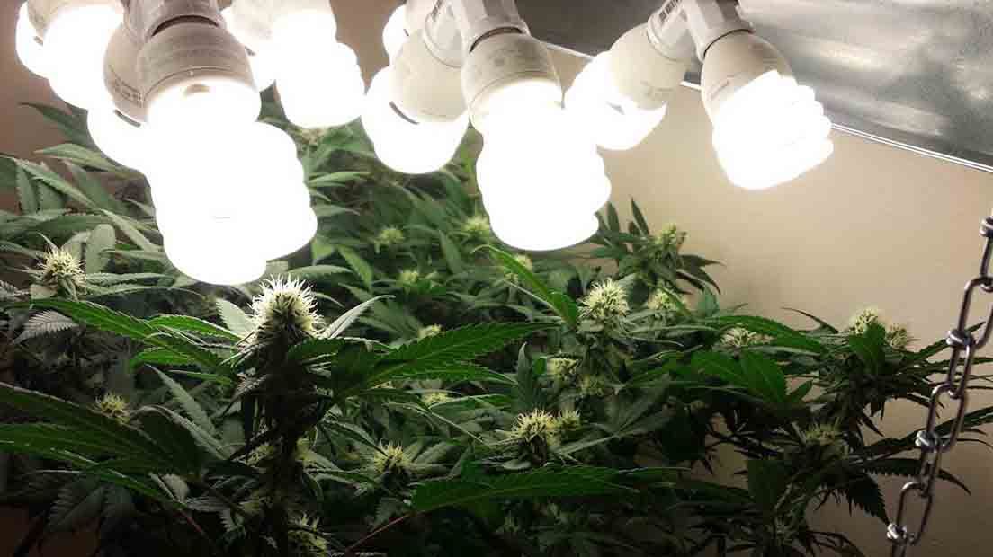 Focos LED Cultivo Interior Marihuana ☑️ Mejores Precios