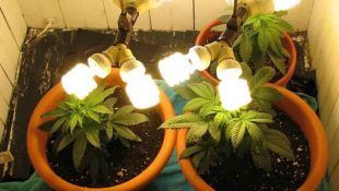 Las Luces CFL para Marihuana son baratas y efectivas.