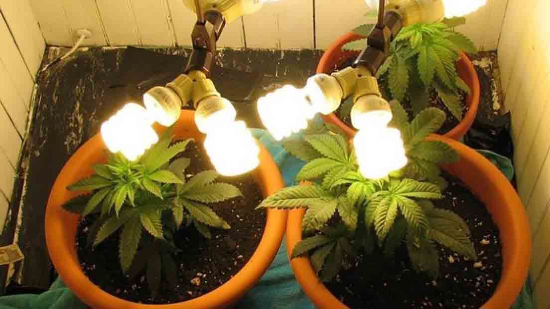 Grænseværdi videnskabelig vandrerhjemmet The Best cheap LED Lamps to grow Cannabis