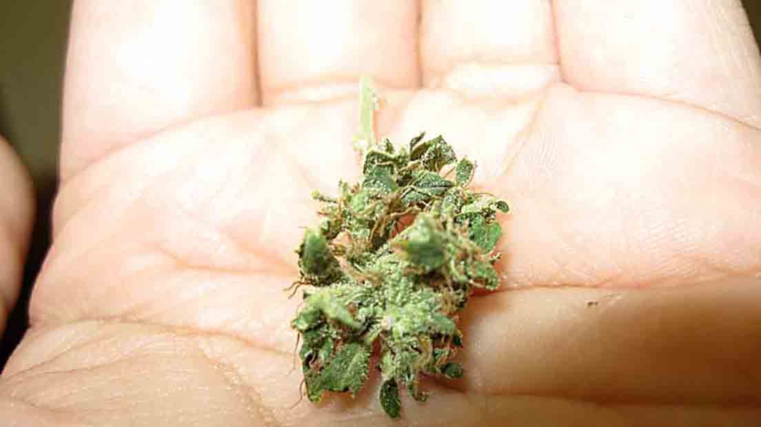 Las flores diminutas de Cannabis dependen muchas veces de la genética.