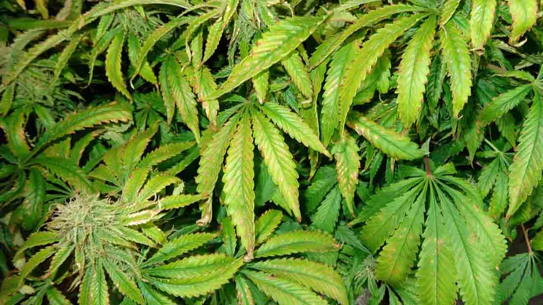 Las hojas de marihuana secas tienen fácil solución.