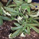 La falta de nutrientes puede fomentar las hojas secas de Cannabis.