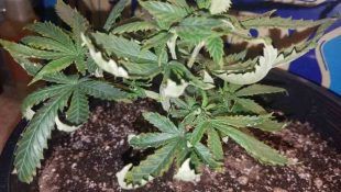 La falta de nutrientes puede fomentar las hojas secas de Cannabis.