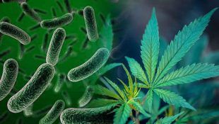 El ácido láctico es útil para fomentar el crecimiento de las plantas.