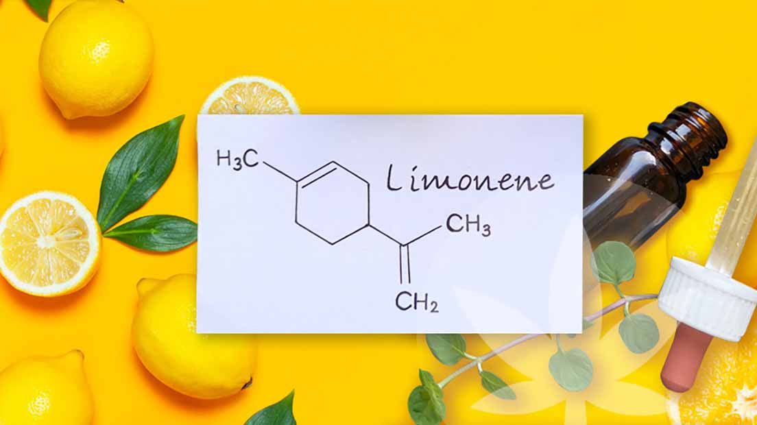 El limoneno es un terpeno presente en la marihuana.