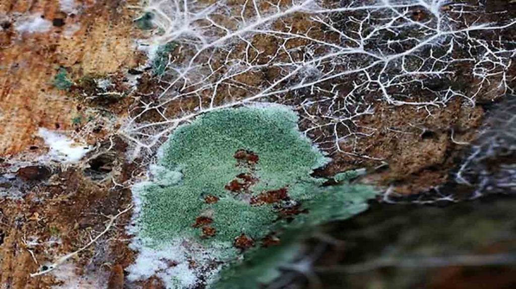 El hongo trichoderma harzianum en un tronco de árbol