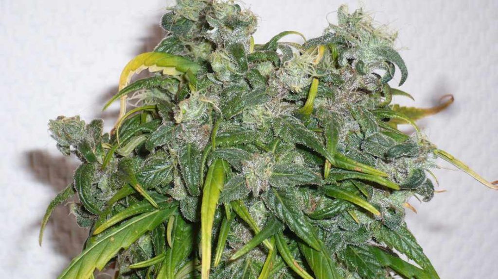 Mejores variedades Sativas Auto