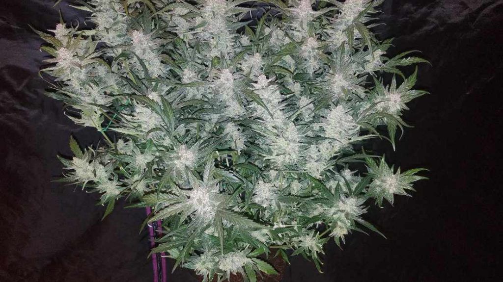 Best Autoflowering Sativas