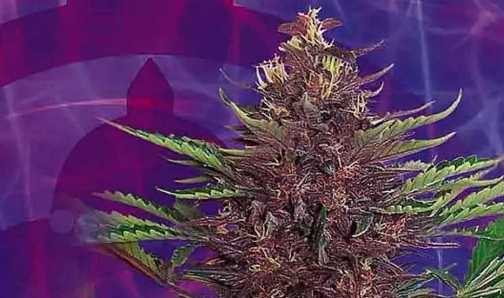 Mejor Auto Dark Purple