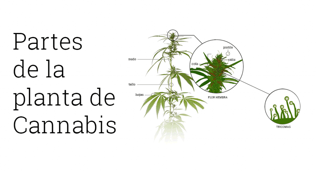 partes de la marihuana