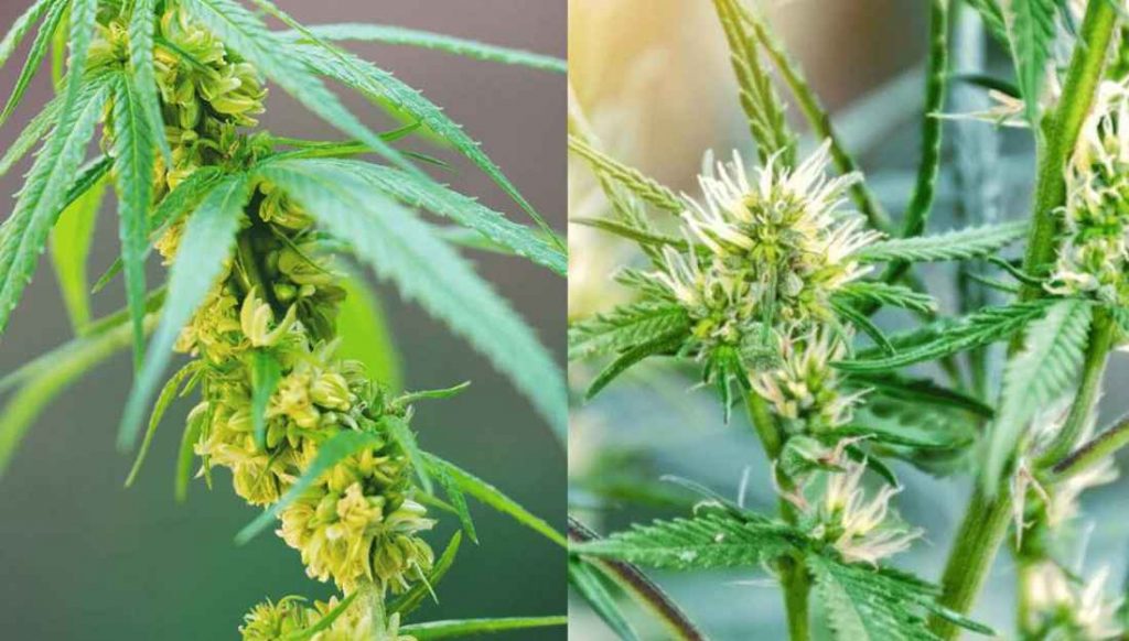 Diferencias entre marihuana hembra y macho