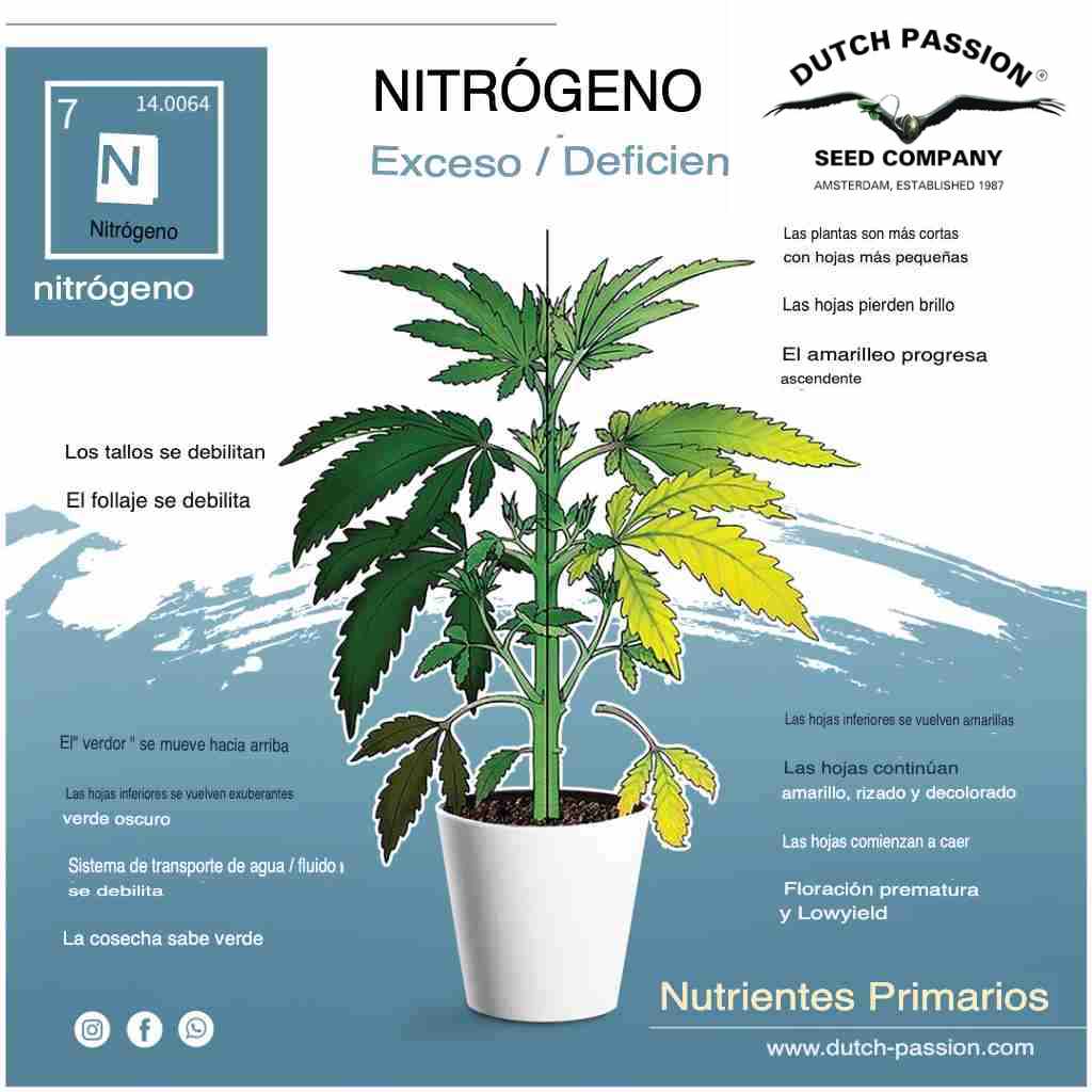 Carencia Nitrogeno