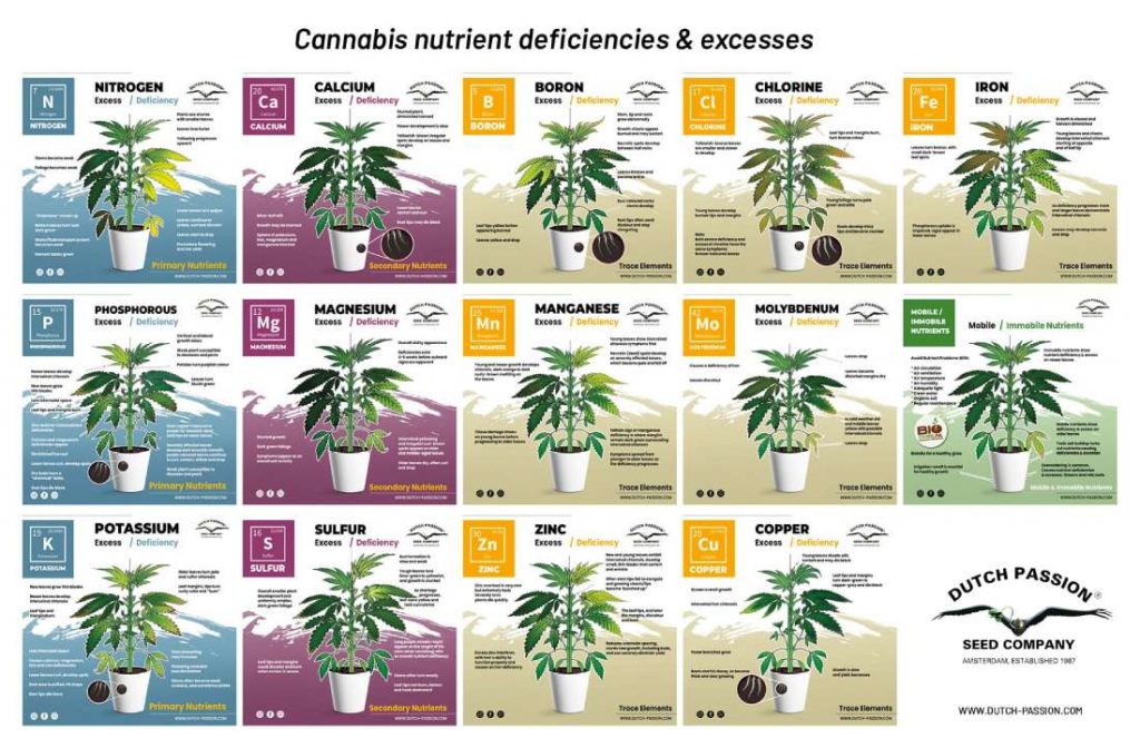 Carencias y excesos de la marihuana