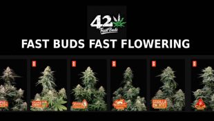 FAST BUDS FAST FLOWERING