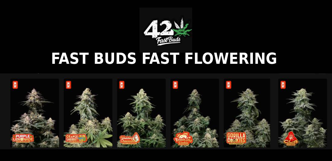 Nueva línea de semillas Fast Buds Fast Flowering