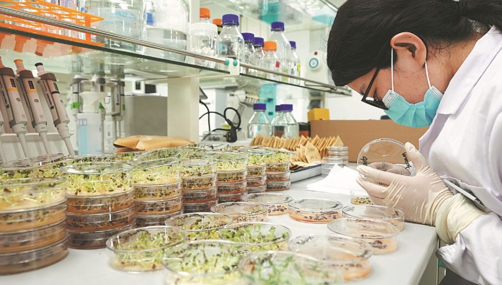 Este é o aspecto de um bom laboratório de germinação