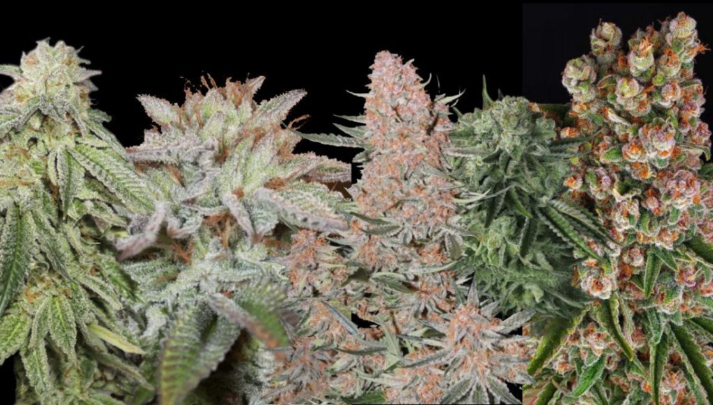 The best autoflowering seeds outdoor