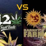 fast buds vs barneys farm