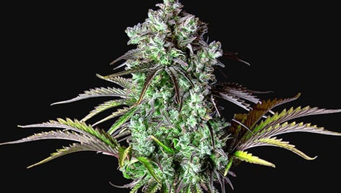 Las 10 Mejores Variedades de Fast Buds