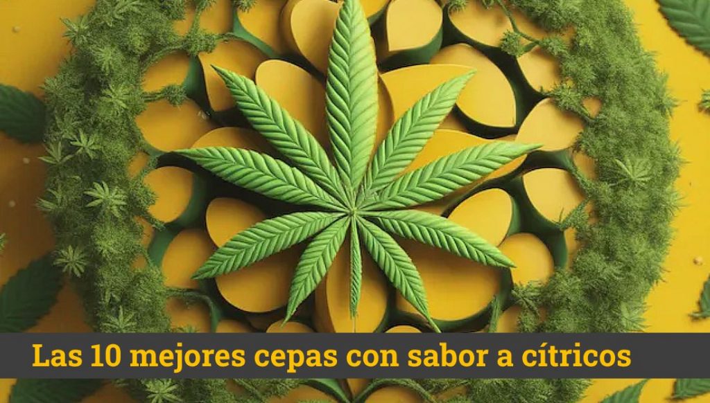 Mejor cannabis sabor cítrico