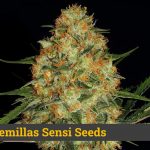 Mejor marihuana Sensi Seeds