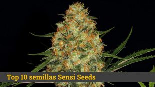 Mejor marihuana Sensi Seeds